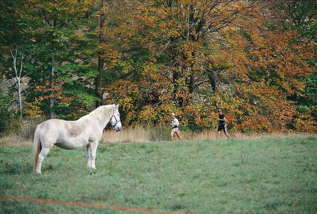 Festival des Templiers 1998