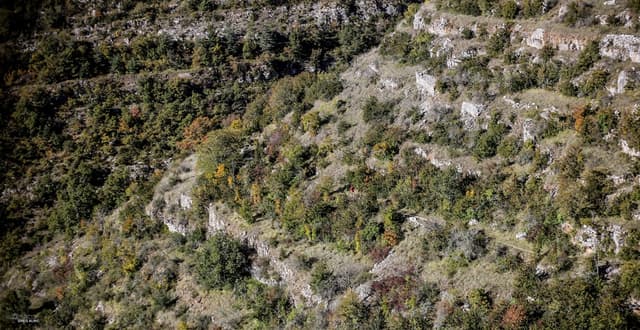 Festival des Templiers 2016
