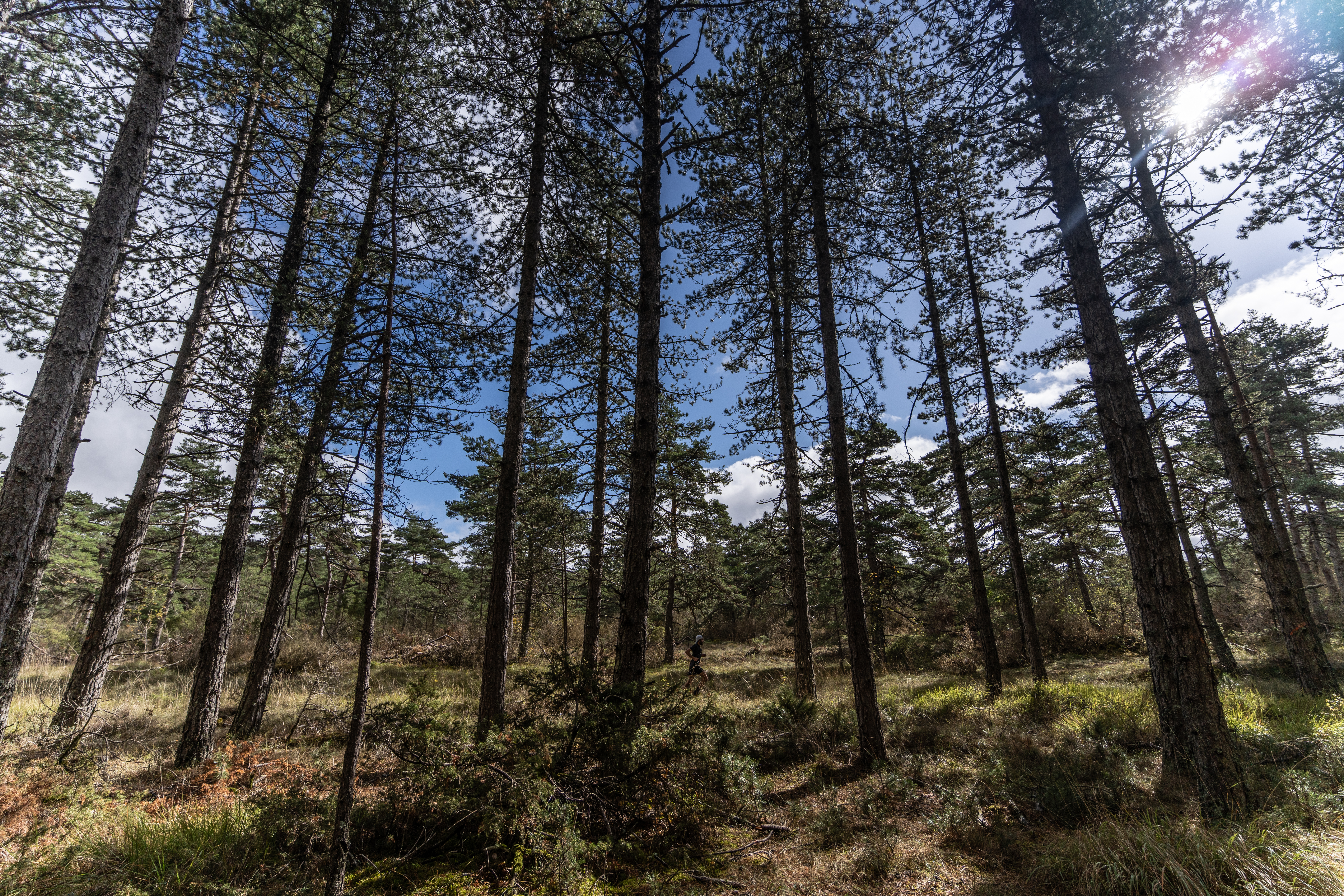 Festival des Templiers 2023