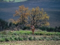 1996 templiers cevennes8