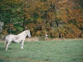 1998 templiers cevennes2