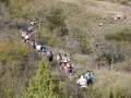 2006 templiers cevennes4